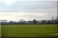 Sheep in the Trent Valley