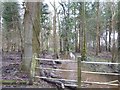 Stream in the woods north of Highwood Heath