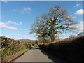 Trees on Uffulme Road