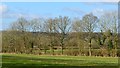 Field boundary, Cold Ash, Berkshire