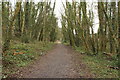 Woodland Path, Doonhill Wood