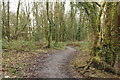 Woodland Path, Doonhill Wood