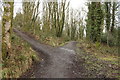 Paths in Doonhill Wood