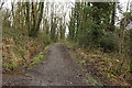 Woodland Path, Doonhill Wood