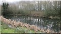 A small pond beside the access road to Puxton Park