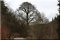 Beech tree, Cwm Big, Aberbeeg