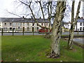 Trees, Omagh Health Centre