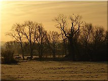 SO8742 : Trees and horses silhouetted at sunrise by Philip Halling