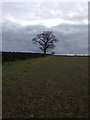 Bridleway near Deenethorpe