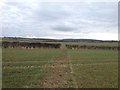 Bridleway near Deenethorpe