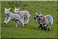 Bridgwater : Running Lambs