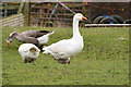 Bridgwater : Goose