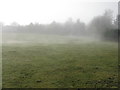NT1648 : Freezing mist at Romannobridge by M J Richardson