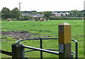 Field and cows next to Purley Chase Lane