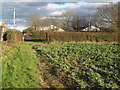 Centenary Circle footpath near Great Mascalls, Galleywood