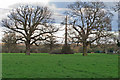 Trees in meadow near Pontlands Park Hotel, Great Baddow
