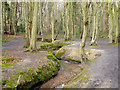 Prittle Brook in Belfairs Great Wood