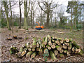 Coppiced area, Belfairs Great Wood