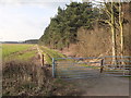 Path at Nursery Plantation, Rainford