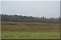 View towards the Hargate Forest