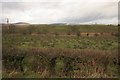 Hedge and fields, Croftamie