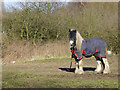 Grazing on rough land near Deepfields, Coseley