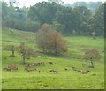 Red Deer, Melbury Park