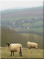 ST6521 : Sheep on Poyntington Hill by Becky Williamson