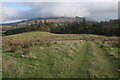 Grassland leading down to Finnich Glen