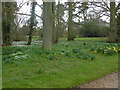 Snowdrops in the grounds of Parham Hall