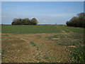 Field near Baconsthorpe