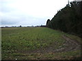 Crop field and hedgerow