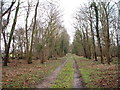 Tree lined avenue