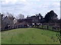 Horses on the flood bank