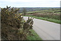 Gorse in bloom beside the road near Higher Bosneives