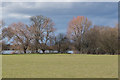 Trees and grassland on the eastern edge of the lake