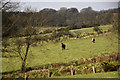 West Somerset : Grassy Field & Horses