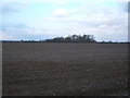 Field towards Oak Pin Woodland