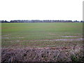 Flat farmland west of Fornham All Saints