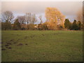 Grazing off the B1106, Tollgate Bridge