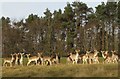 Deer near Hunstrete House