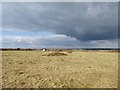 SZ1690 : Hengistbury Head: Barn Field by Jonathan Hutchins
