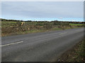 Felled trees by Salhouse Road