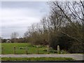 Open space with daffodils, west of Queens Walk