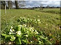 SO8845 : Primroses in Croome Park by Philip Halling