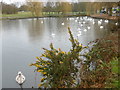 TQ5286 : Swans on the Boating Lake in Harrow Lodge Park by Marathon