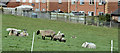 Houses and sheep, Lower Ballinderry (March 2016)