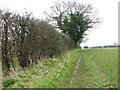 Path along a field boundary hedge