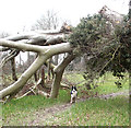 Uprooted beech tree lying across footpath