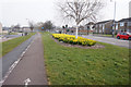 Daffodils on Leads Road, Hull